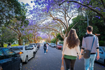 Jacaranda Trees in Sydney