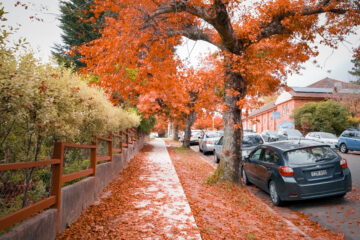 Autumn in Blackheath, NSW