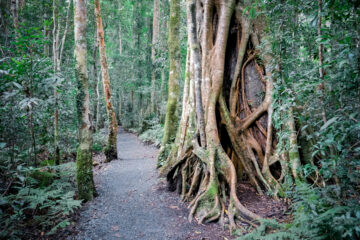 Rainforest in Lamington National Park